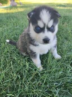 Sibirsky Husky