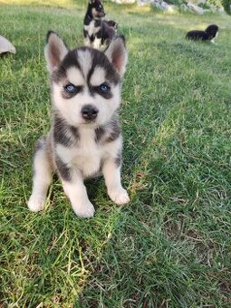 Sibirsky Husky