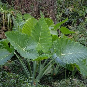 Colocasia Leucocasia gigantea - Slonie ucho