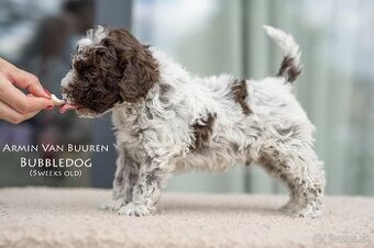 Lagotto Romagnolo s PP