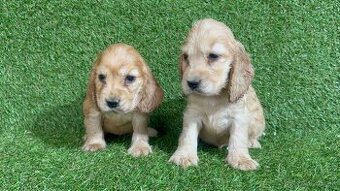 Anglicky Kokerspaniel ,kokeršpaniel, Koker