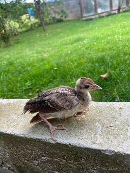 Kupirovane pávy