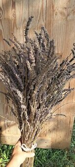 Levandula - dlhé sušené zväzky - 1