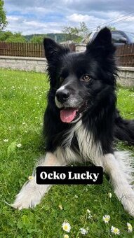 🐕🦺 Čistokrvné Border kólie