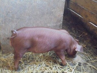 Duroc