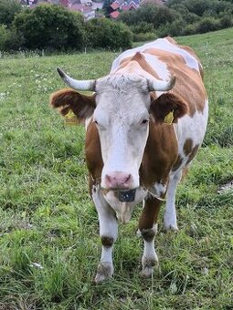 Predám kravu, slovenská strakatá