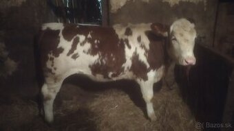 Predám jalovicu a býka