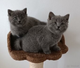🐱Britské modré mačiatka🐱