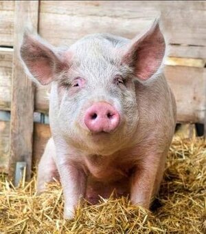 Predám ošípané 230 kg