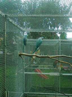 Alexander maly modry