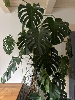 monstera