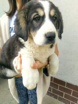 stredoázijský ovčiak