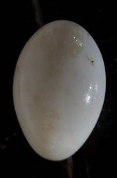 husacie násadové vajíčka