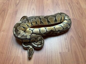 Python regius, pytón královský