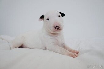 Bull terrier / Bullterier / Bulteriér šteniatka s PP