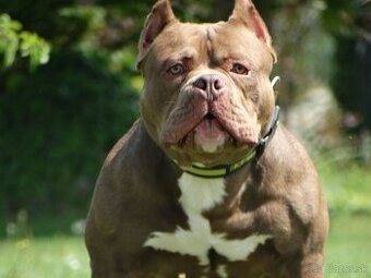 American bully