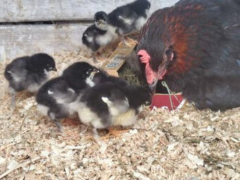 kuriatka marans + kvočka