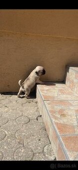 Mops