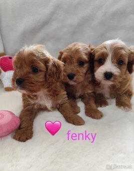 Cavapoo