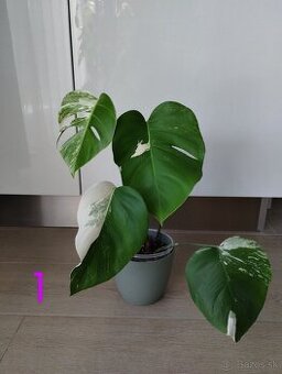 Monstera albo variegata