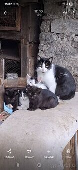 Darujem mačiatka - 1