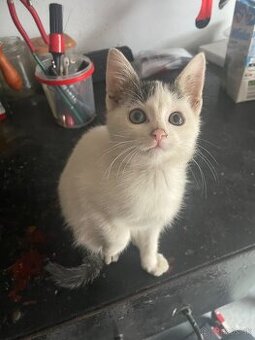 Darujeme mačiatko mačku