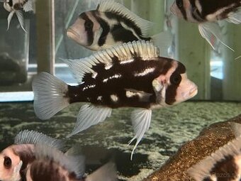 Cyphotilapia frontoza