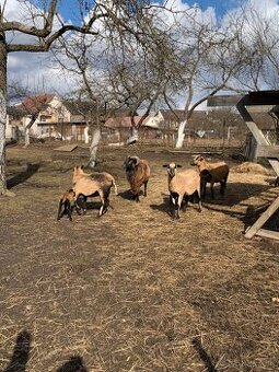 Kamerunské ovce