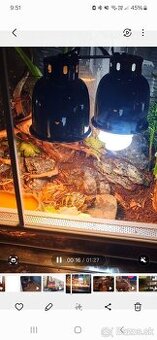 Korytnacka zelenkasta s rodnym listom a akvariom