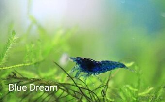 NEOCARIDINA BLUE DREAM