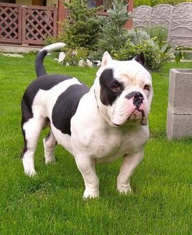 American bully