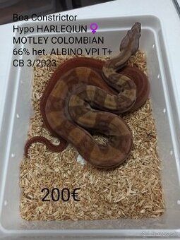 Boa Constrictor VPI T+