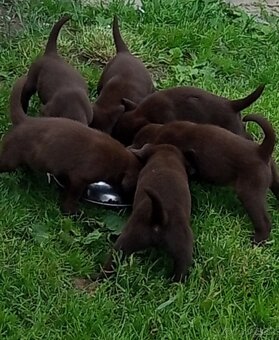 Labrador