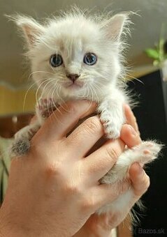 Ragdoll