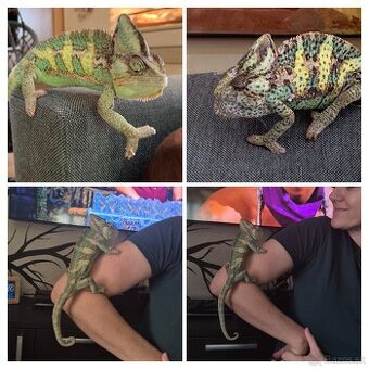 Chameleon a gekončíky nočné