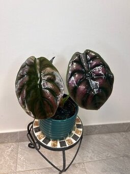 Alocasia Red Secret