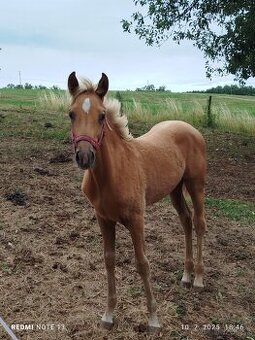 Palomino kobylka