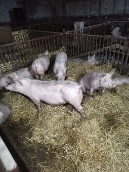 Predám ošípané vaha 50kg