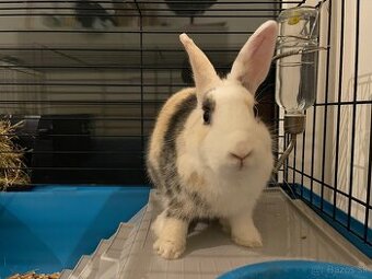 Predám zajka s klietkou