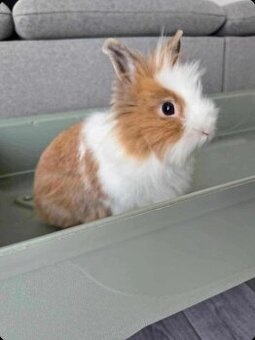 Darujem do dobrých rúk zakrslého králička- samičku