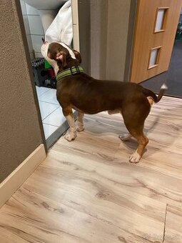 American bully standart - 1