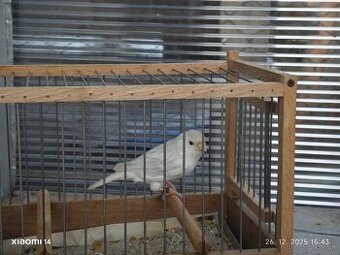 Predám kanarikov achatov a klietky