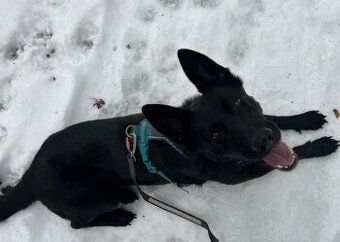 Darujeme nemeckého ovčiaka