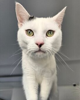 Kocúrik NEMO hľadá domov