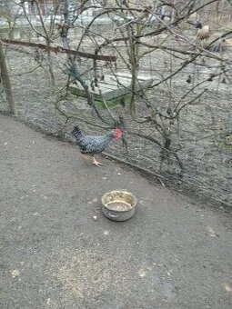 Mladý kohút do chovu