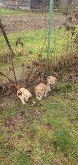 Krížene šteniatka zlaty retriever