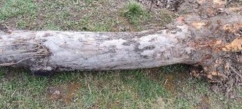 Predam kmen starej jablone