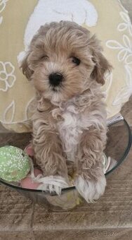 Maltipoo steniatko