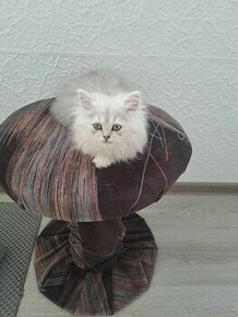 Perzské mačiatka