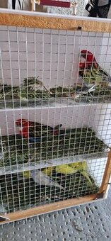 Rozela pestra straka